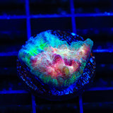 TSA My Chemical Romance Chalice Coral