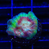 TSA My Chemical Romance Chalice Coral