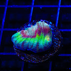 TSA My Chemical Romance Chalice Coral
