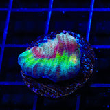 TSA My Chemical Romance Chalice Coral