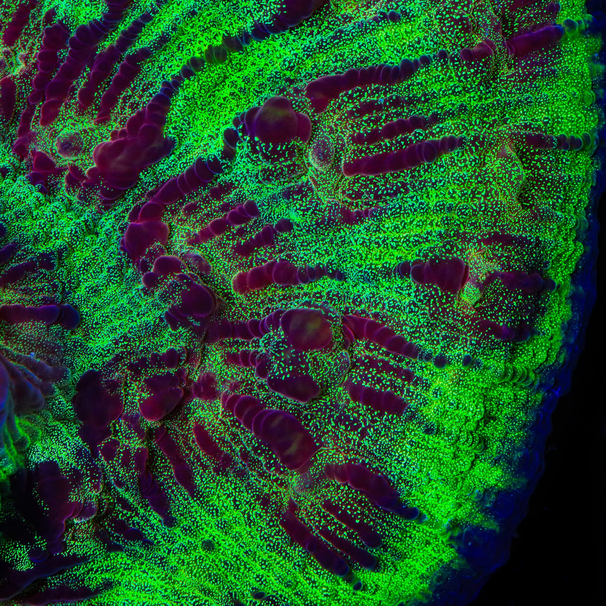 TSA My Chemical Romance Chalice Coral