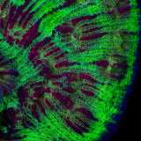 TSA My Chemical Romance Chalice Coral