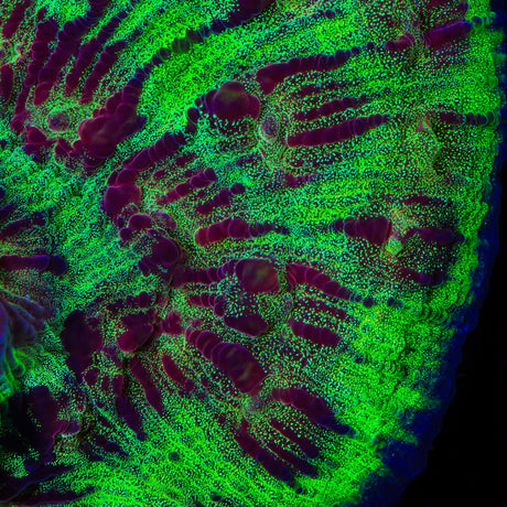 TSA My Chemical Romance Chalice Coral