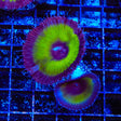 TSA Mystic Ivy Grandis Palythoa Coral