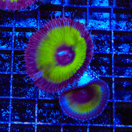 TSA Mystic Ivy Grandis Palythoa Coral