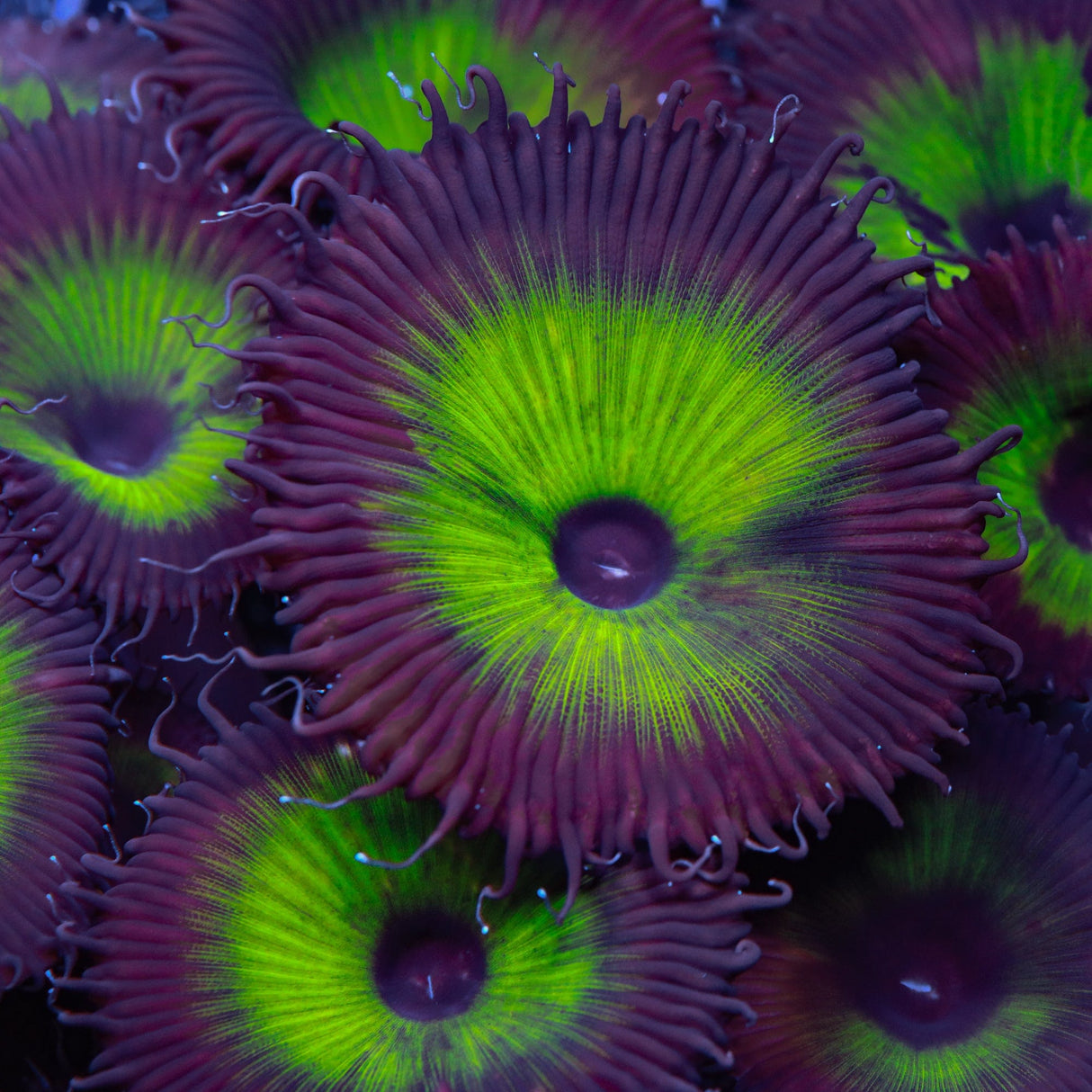 TSA Mystic Ivy Palythoa Grandis Coral