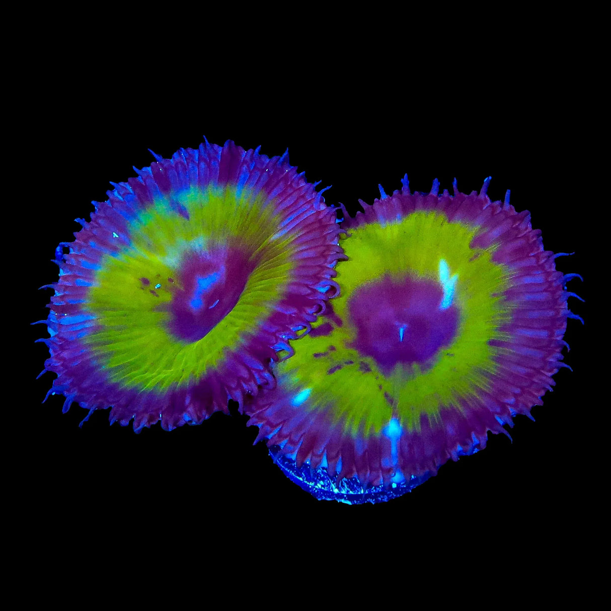 TSA Mystic Ivy Palythoa Grandis Coral