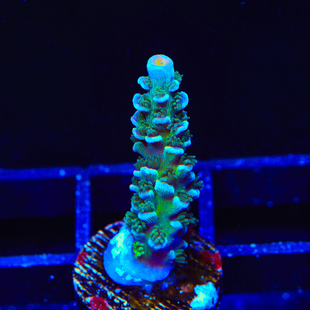 TSA Mystique Acropora Coral