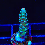 TSA Mystique Acropora Coral