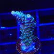 TSA Mystique Acropora Coral