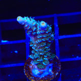 TSA Mystique Acropora Coral