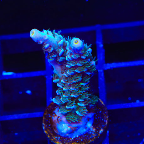 TSA Mystique Acropora Coral