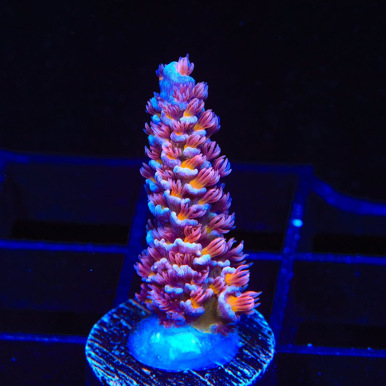 TSA Nebula Acropora Coral