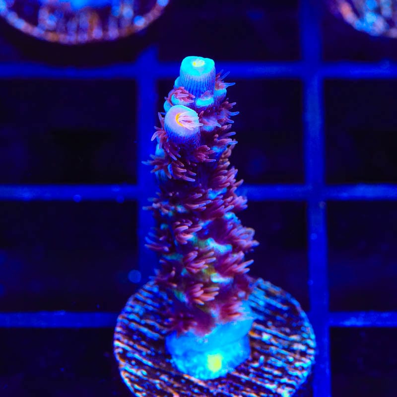 TSA Nebula Acropora Coral
