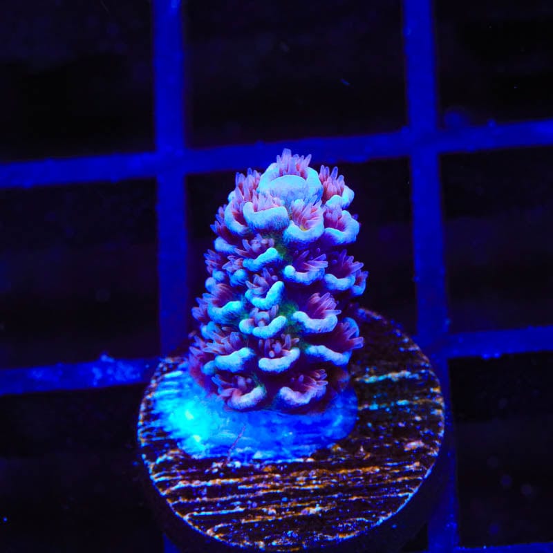 TSA Nebula Acropora Coral