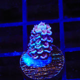 TSA Nebula Acropora Coral