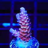TSA Nebula Acropora Coral