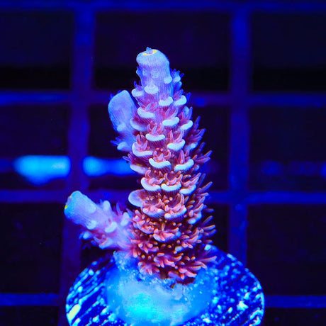TSA Nebula Acropora Coral