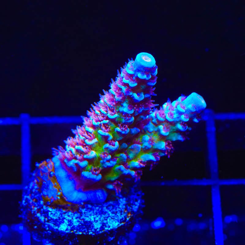 TSA Nebula Acropora Coral