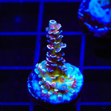 TSA Nebula Acropora Coral
