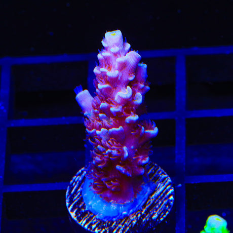TSA Nebula Acropora Coral