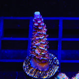 TSA Nebula Acropora Coral