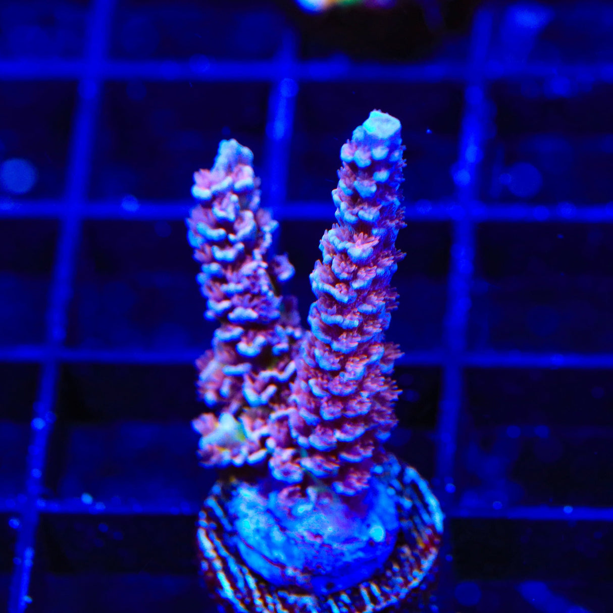 TSA Nebula Acropora Tenuis Acropora Coral