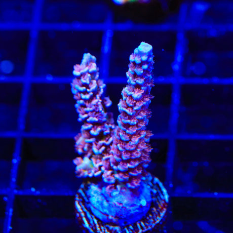 TSA Nebula Acropora Tenuis Acropora Coral