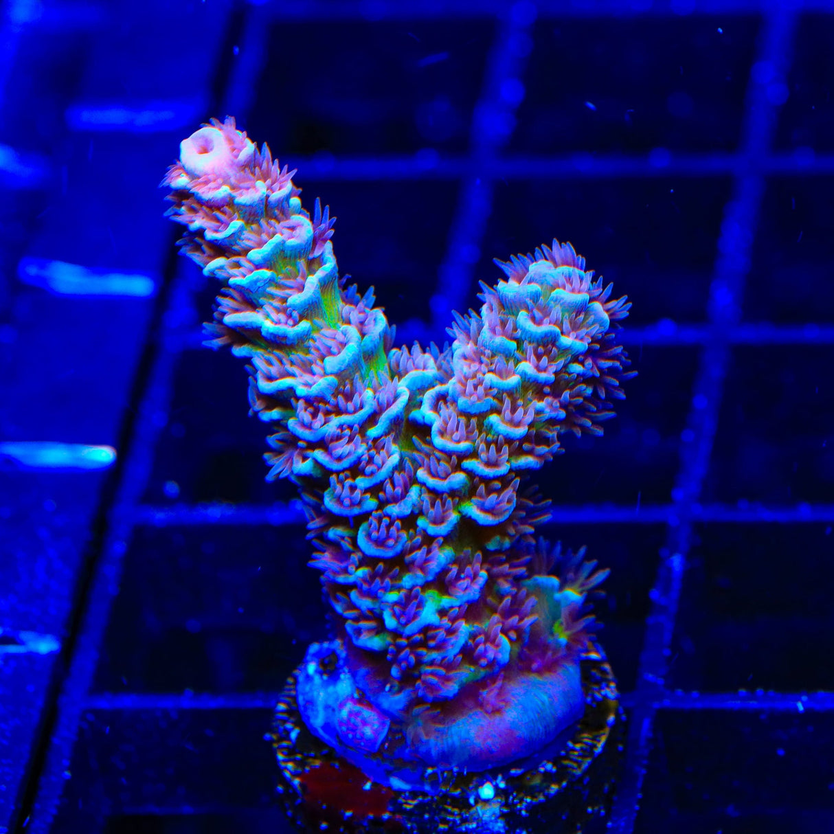 TSA Nebula Acropora Tenuis Acropora XL Frag Coral