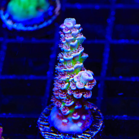 TSA Nebula Acropora Tenuis Acropora XL Frag Coral