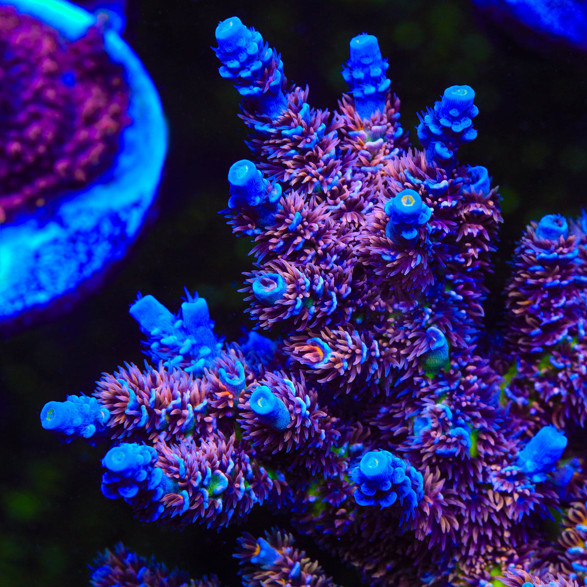 TSA Nebula Tenuis Acropora Coral coral identification and care guide