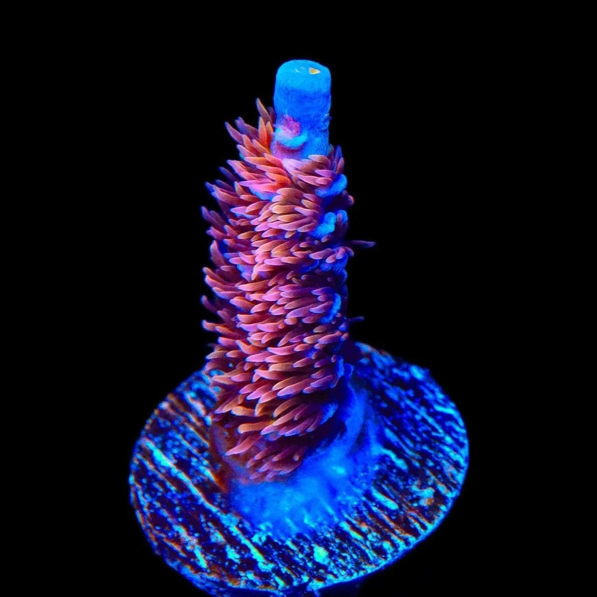 TSA Nebula Tenuis Acropora Coral