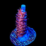 TSA Nebula Tenuis Acropora Coral