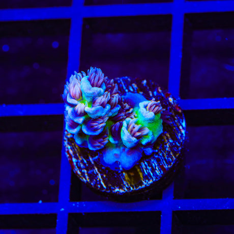 TSA Nebula Tenuis Acropora Coral