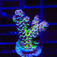 TSA Nebula Tenuis Acropora Coral