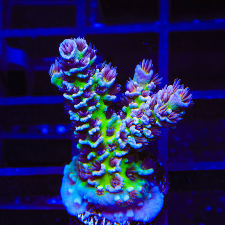 TSA Nebula Tenuis Acropora Coral