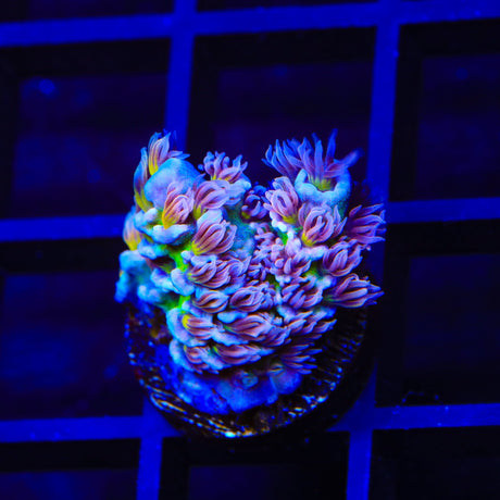 TSA Nebula Tenuis Acropora Coral