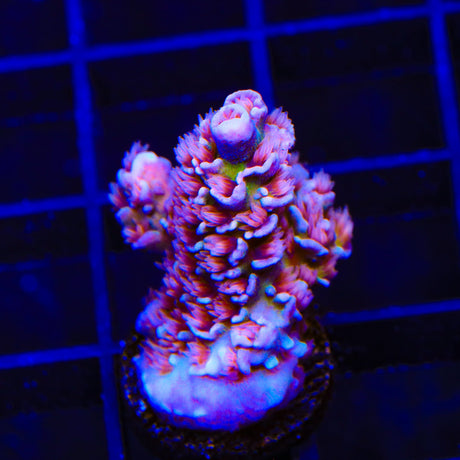 TSA Nebula Tenuis Acropora Coral