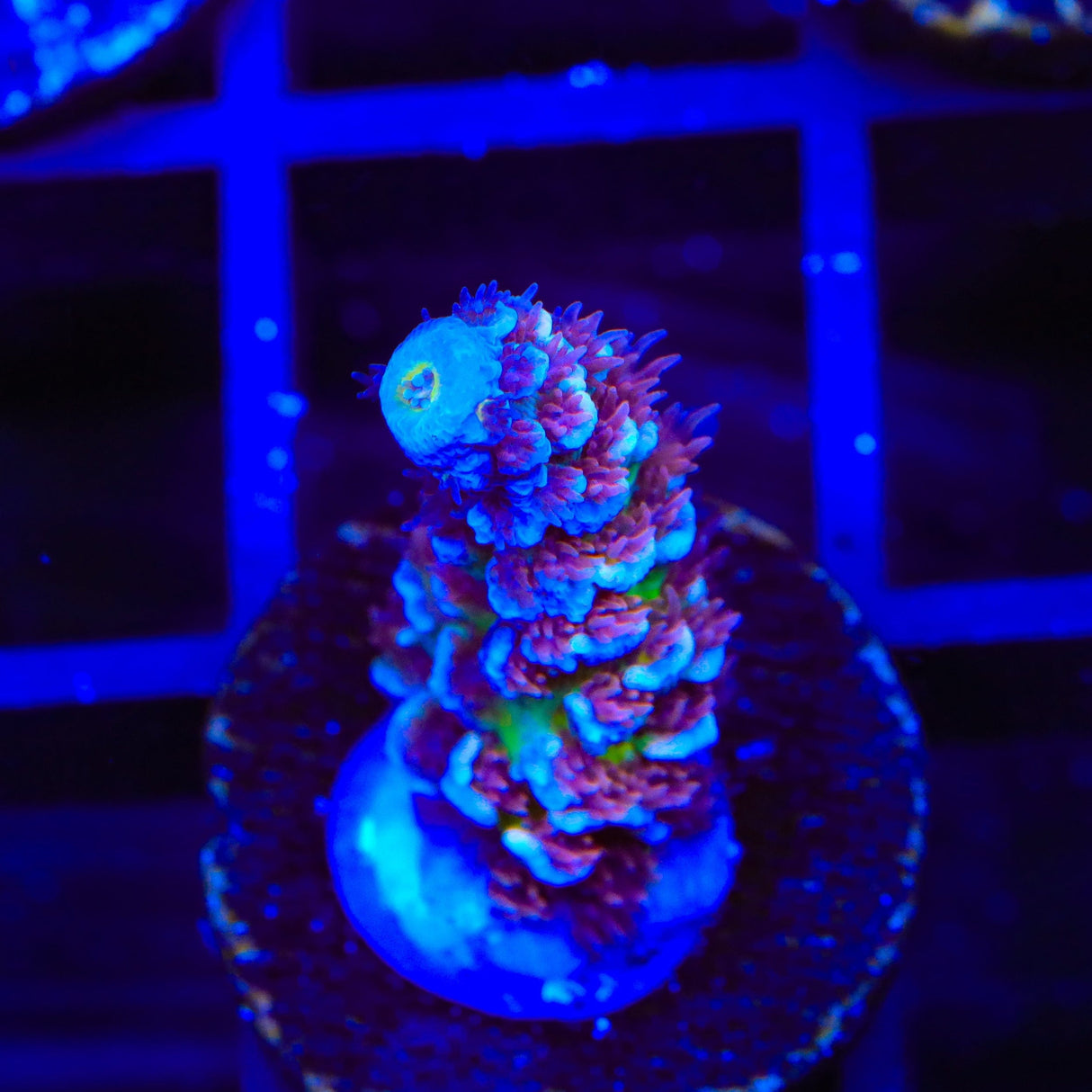 TSA Nebula Tenuis Acropora Coral