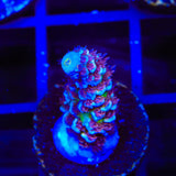 TSA Nebula Tenuis Acropora Coral