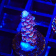 TSA Nebula Tenuis Acropora Coral