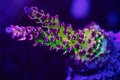 TSA Nebula Tenuis Acropora Coral
