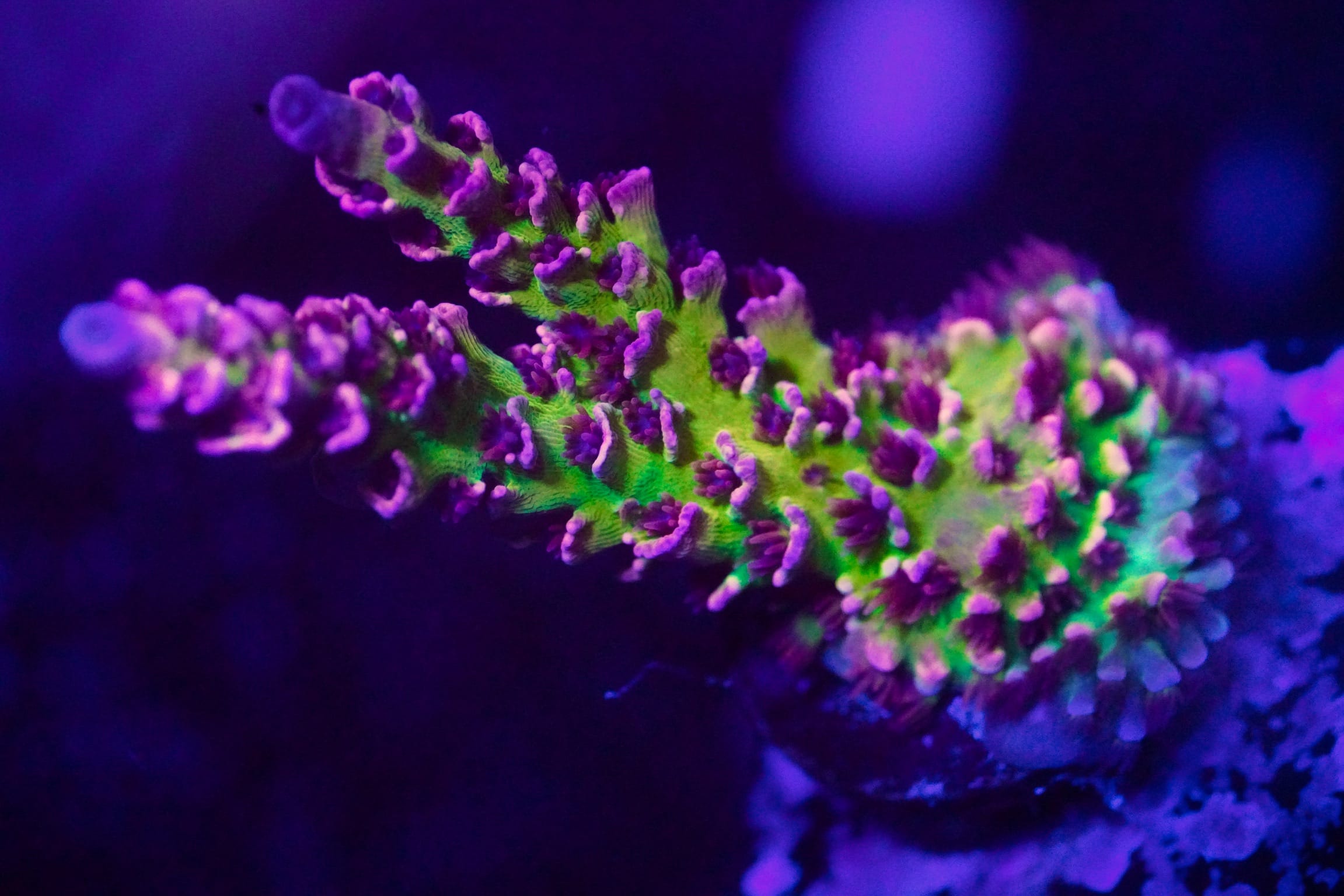 TSA Nebula Tenuis Acropora Coral