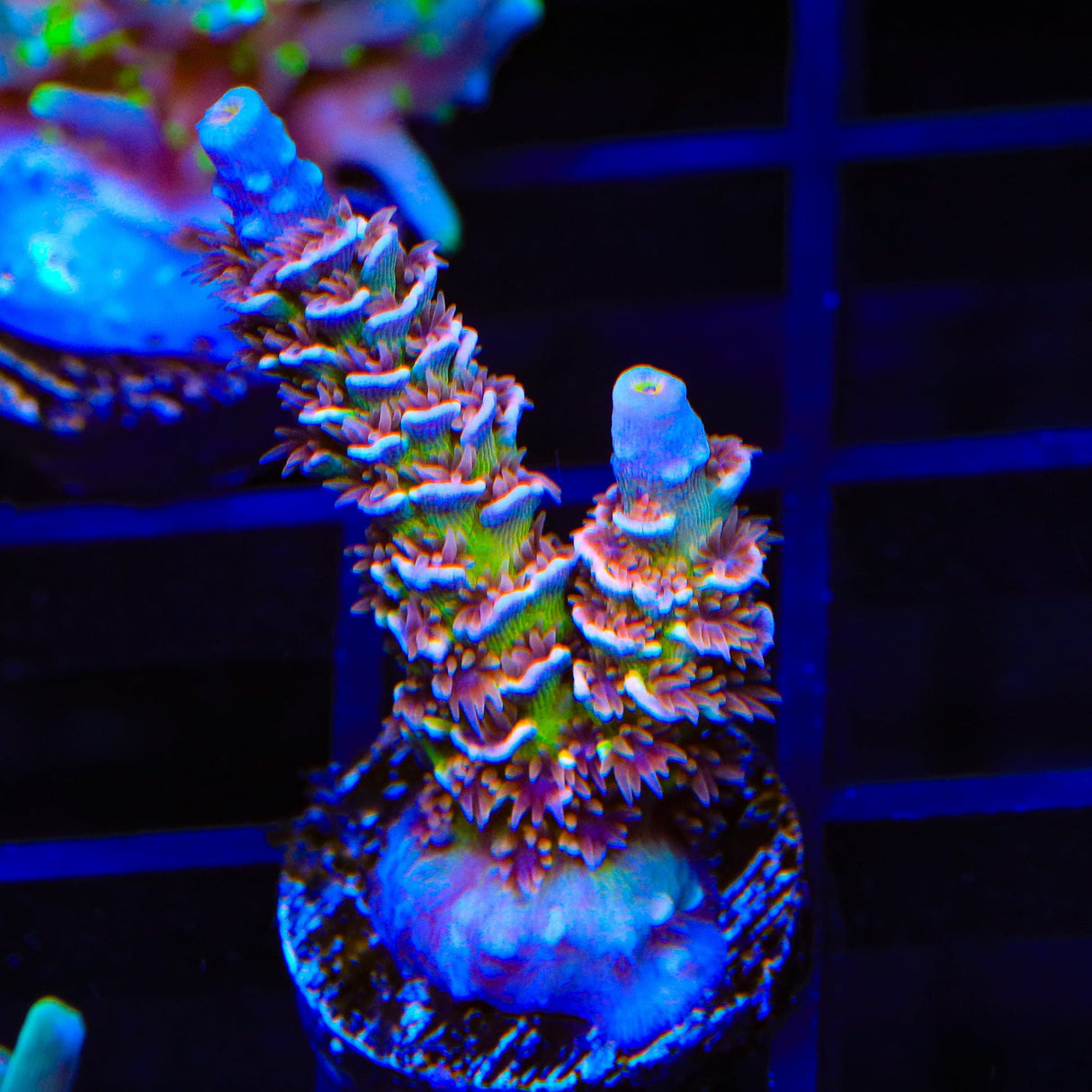 TSA Nebula Tenuis Acropora XL Frag Coral