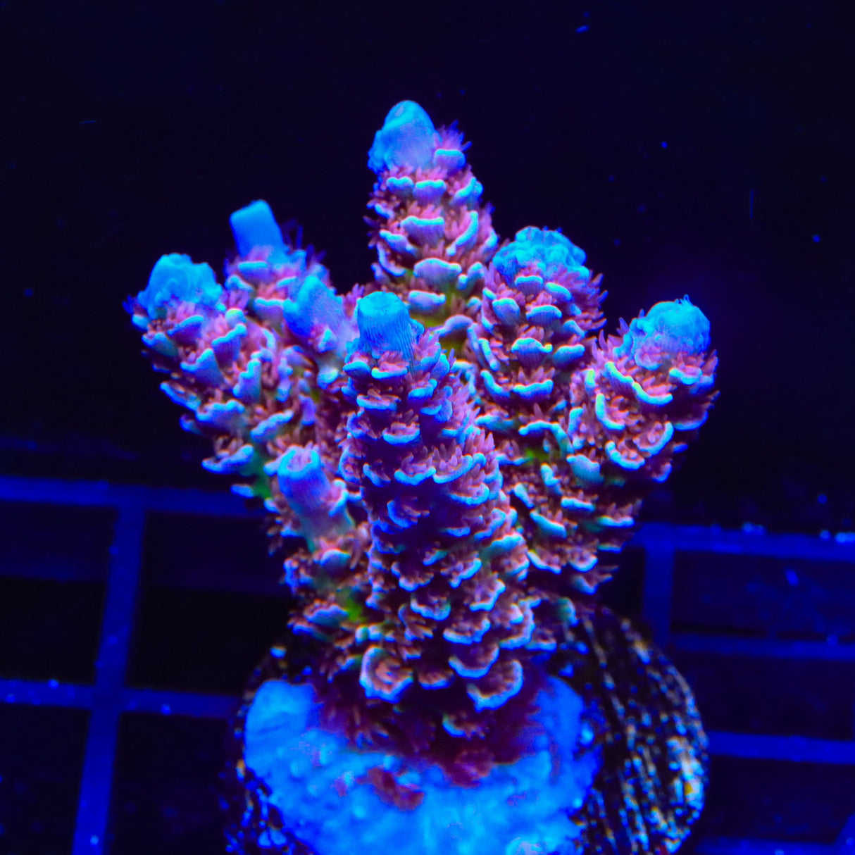TSA Nebula Tenuis Acropora XL Frag Coral