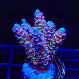 TSA Nebula Tenuis Acropora XL Frag Coral