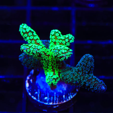 TSA Neon Green and Bird of Paradise Coral