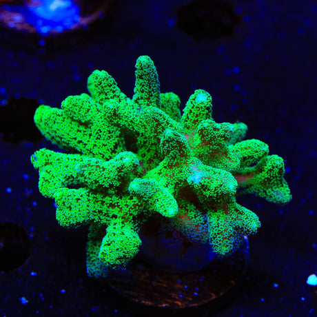 TSA Neon Green Birdsnest Colony Coral