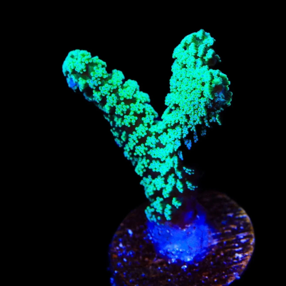 TSA Neon Green Birdsnest Coral