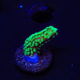 TSA Neon Green Birdsnest Coral